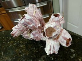 Natural Genuine Barnacle Home Decor 6.5&quot; x 5 x 4.5&quot; Coral Sea Life - $108.63