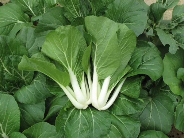 Fresh 100 Seeds Chinese Cabbage Pak Choi Pechay Open Pollinated - £7.05 GBP