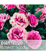 LWK 500 Adorable Torte Dianthus Seeds Annual Flowers Seeds Carnation Fas... - $285.83 MXN