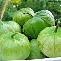 100 Tomatillo Gigante Seeds Organic Salsa Tex-Mex Patio Container Fresh ... - $168.69 MXN