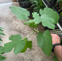 1 Pcs Fig Tree Olympian Fruiting - Fig Tree Ficus Carica Live Plant - $31.96