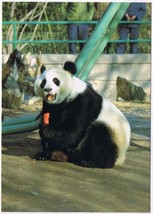 Postcard Giant Panda Eating Carrot China - £3.88 GBP