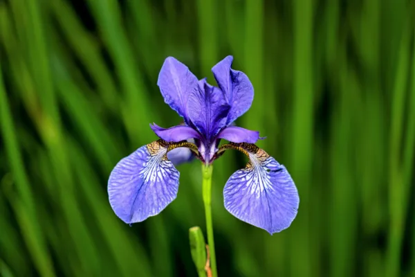 25 Blue Flag Iris Versicolor Fragrant Native Purple Yellow White Flower Fresh Se - £13.23 GBP