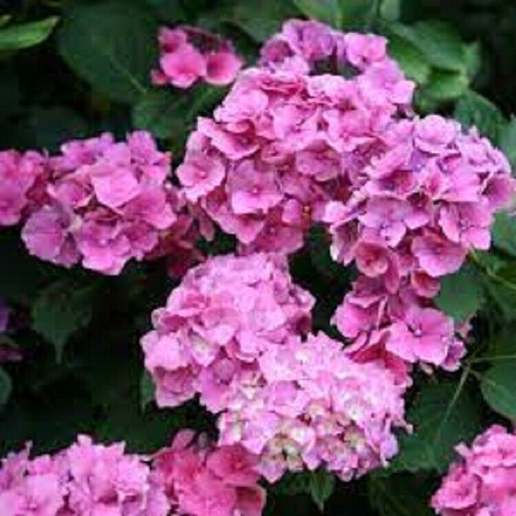 5 Alton Purple Hydrangea Garden Shrub Flowers Flower Perennial Seeds - $15.99