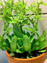 Culantro Herb Eryngium foetidum recao edible latin cuisine spice seed 200 seeds - £11.79 GBP