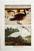 1927 Canada Goose &amp; White Ibis Bird Art Plate Color Book Print Wildlife ... - $379.80 MXN