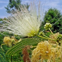 Albizia Julibrissin Alba White Silk Tree 10 Seeds Fresh Seeds - £15.74 GBP