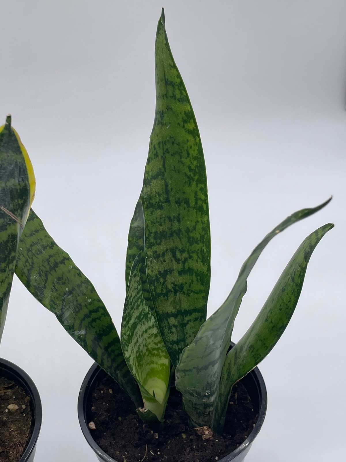 Dracaena trifasciata, Snakeplant Variety Bundle, 4 inch, Variegated ...