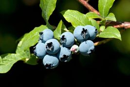 50 BLUEBERRY BUSH SEEDS - £5.48 GBP