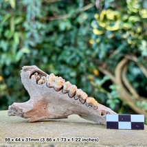 RARE: Lower Left Mandible Jaw Fossil – Extant Wild Boar (Sus scrofa) – - £45.64 GBP