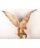 Saker Falcon (Falco Cherrug) Taxidermy Wall Mount Bird Of Prey - $1,350.00