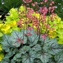 Heuchera Seed Heuchera Americana Coral Bells Flower Seeds 1000 Seeds Fresh Seeds - $16.53