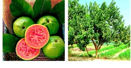 Lemon Apple Pink Guava Tree Fruit 20 Seeds ‘Ruby Supreme’ Plant Psidium guajava - £15.71 GBP