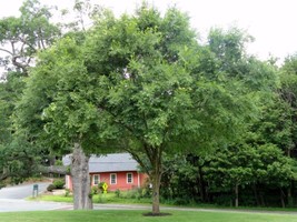 Chinese Elm Tree Seeds Ulmus Parvifolia 50 SeedsFrom US  - £6.63 GBP