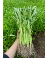 HT 1200 Hat Giong Rau Muong La Tre. Kong Xin Cai Planting Seeds - $22.10