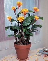 Golden Brush Dwarf Ginger Burbidgea schizocheila Live Plant Gardening - £32.94 GBP