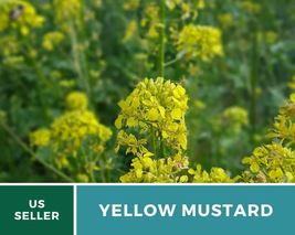 200 Pcs Yellow Mustard Seeds Culinary Medicinal Herb GMO Free Sinapis Alba Seed - £15.53 GBP