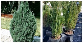 Blue Point Upright Juniper Tree - Live Plant Garden - £64.64 GBP