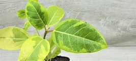 3&quot; Pot Ficus Altissima Yellow Gem ,Ficus Vareigated Yellow Gem - £21.09 GBP