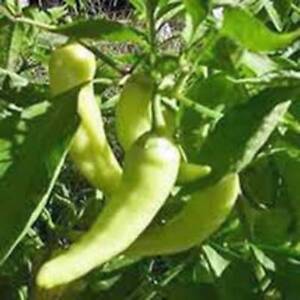 SR Pepper Seed, Sweet Banana, Heirloom, Non Gmo, 20+ Seeds, Pepper Seeds - $3.29