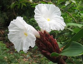 Costus Speciosus 15 Seeds - £5.23 GBP