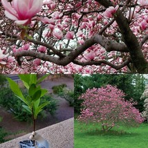 Live Plants 6-12&quot; Tall 2 Ann Magnolia Trees/Shrubs 3&quot; Pots Ships Potted - £70.74 GBP
