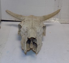 OLD COW SKULL 16” WIDE 16&quot; HIGH - $1,173.89 MXN