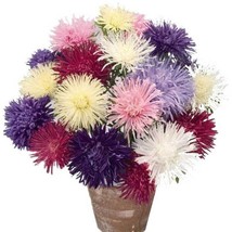 New Fresh Seeds Aster Giant Ray Mix Seeds - £11.58 GBP