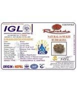 14 Mukhi Rudraksha - Nepali Fourteen Face Rudraksh - 23.02 mm - IGL Cert... - $657.00 CAD