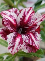 4 pcs White Purple Desert Rose Seedss Adenium Obesum Flower Perennial Exotic See - £11.71 GBP