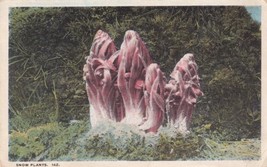 Snow Plants 1923 Postcard D53 - £2.34 GBP