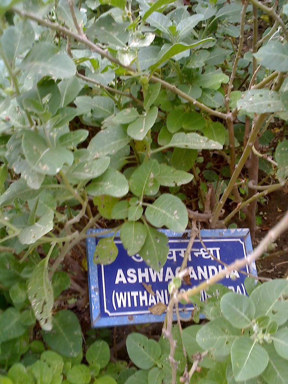 25 ASHWAGANDHA SEEDS-1008