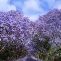 THJAR 20+ JACARANDA MIMOSIFOLIA TREE SEEDS / FLOWER SEEDS / PERENNIAL - $6.99