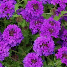 New Fresh USA Seller 500 Purple Moss Verbena Flower Seeds - $13.96