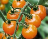 Orange Cherry Tomato Seeds 50 Sweet Garden Vegetables Non-Gmo Fast Shipping - £7.20 GBP