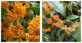 Rooted Starter Plant APRICOT ECHO Fragrant Tea Sweet Olive Osmanthus fragrans - £28.96 GBP