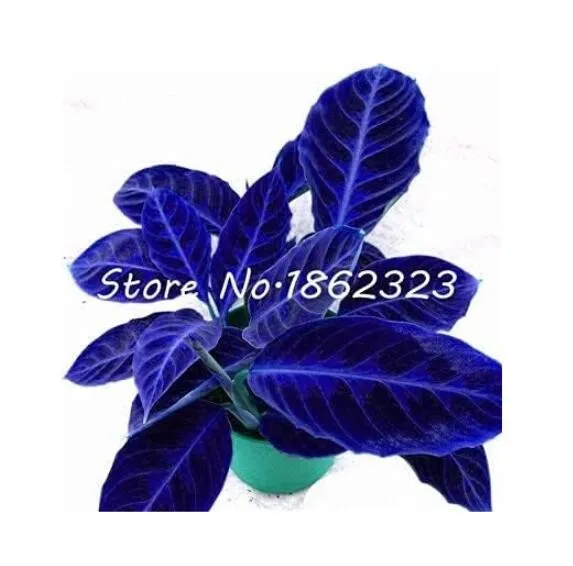 Calathea, Dark Blue seeds - £9.66 GBP