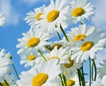 1 Oz Shasta Daisy Seeds Native Wildflower Summer Flower Garden Container - $20.00