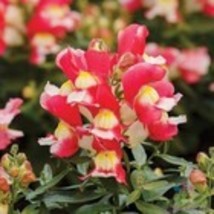 Item image 1 image 1