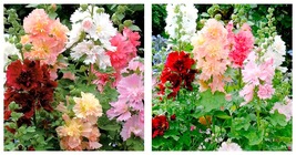 400 Seeds Alcea Mixed, Double Flowers Seeds Home and Gardening - £20.65 GBP