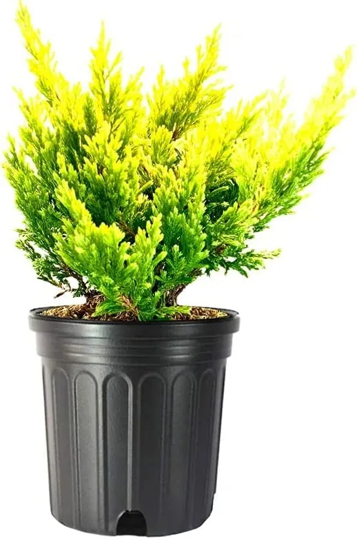 Lime Glow Juniper Live Plants Juniperus Horizontalis - £50.48 GBP