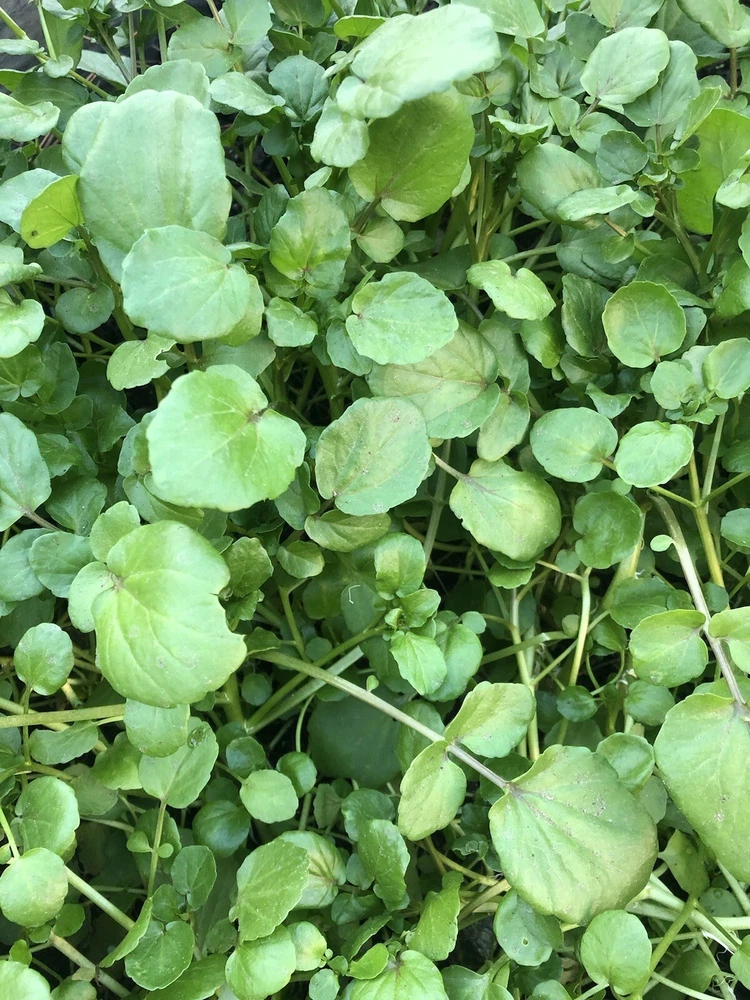 Premium 10pcs Watercress Live Plant With Roots Live Veggie - €2,68 EUR