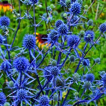 Best Seeds 25 Blue Star Sea Holly Eryngium Alpinum Flower Seeds - £11.14 GBP