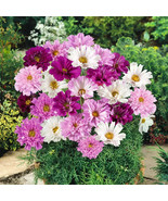 200+ Double Click Mixed Cosmos Seeds – Colorful Garden Flowers - $16.50