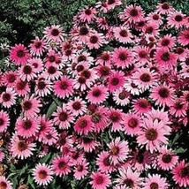 50 Purple Bravado Coneflower Seeds Echinacea Flower 1376 Gardening USA SHIPPING - $15.00