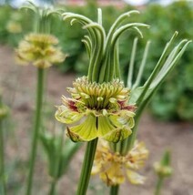 Fresh Nigella Transformer Flower Seeds For Planting (20 Seeds) - Stunnin... - $377.16 MXN