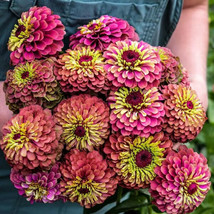 100 Seeds Queen Lime Red Zinnia Seeds for Garden Planting  - £6.83 GBP