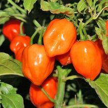 30+ Orange Habanero Pepper Seeds Hot Vegetable NON-GMO Heirloom - £9.79 GBP