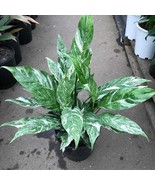 Variegated Peace Lily Domino Starter Plant 2 Plants Fresh Garden - $41.40