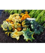 Heirloom Organic Autumn Wings Gourd Seeds - $4.95